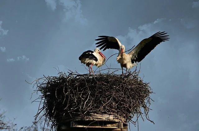 Cigogne sur la prédiction du sexe du bébé